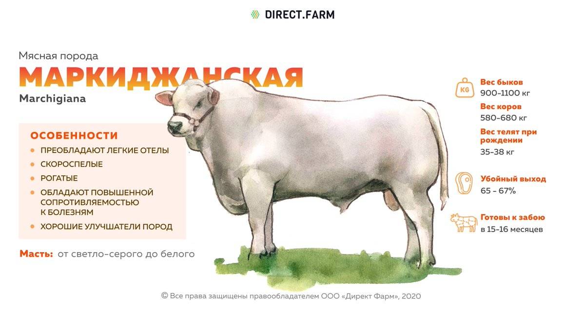 ᐉ бестужевская порода коров: описание и характеристика - zooon.ru