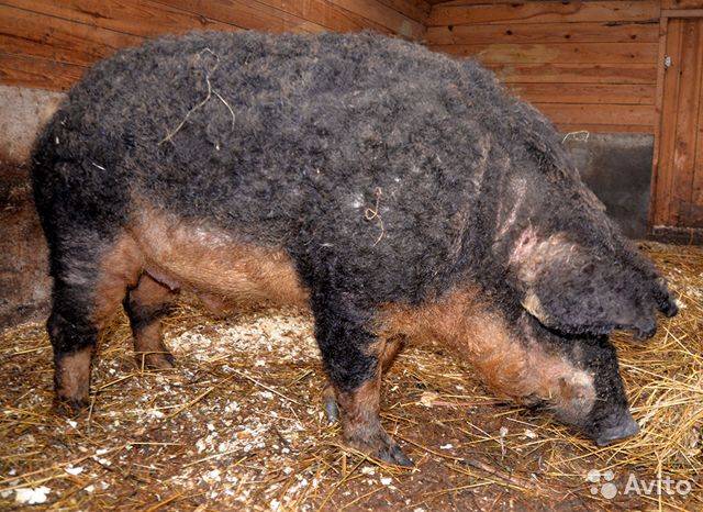 Порода свиней мангал