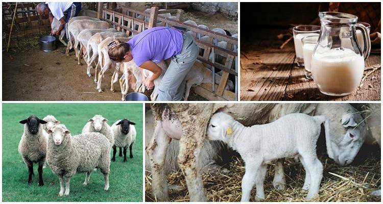 ᐉ молочные породы овец: сколько молока дают в сутки, как доить овцу? - zooon.ru