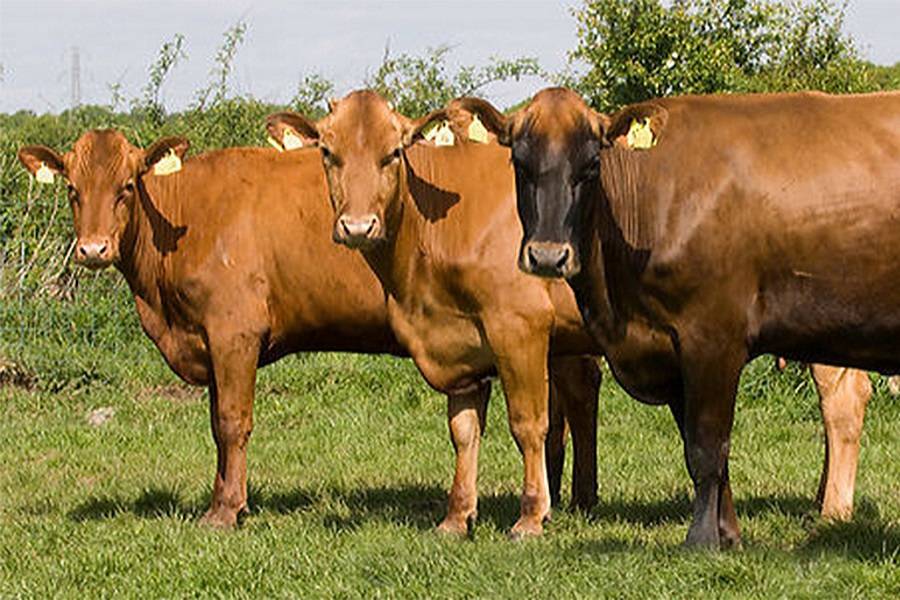 Красная датская порода коров: описание и характеристики, содержание