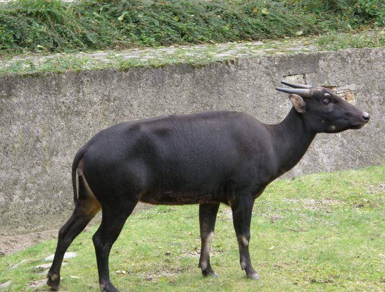 Карликовый (мини) буйвол: описание, характеристика и виды
