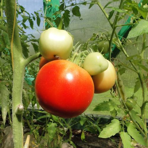 Томат евпатор f1: описание сорта, особенности выращивания
