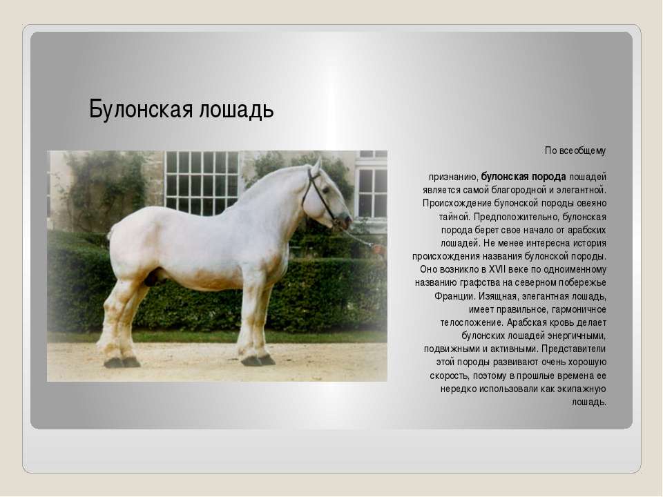 Какие породы лошадей есть в россии и история их разведения, список лучших