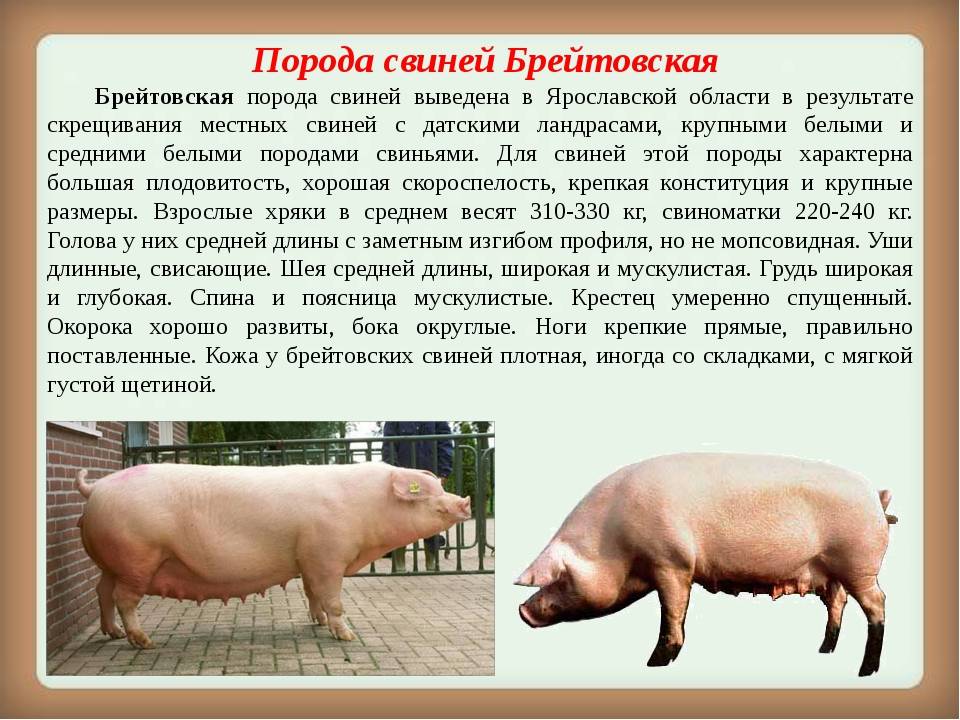 Особенности свиней породы дюрок: делаем свиноводство простым и понятным