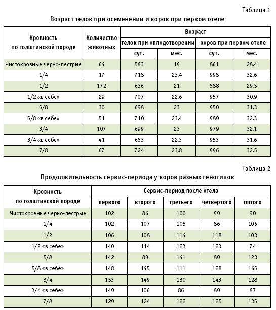 Как узнать вес теленка весы для телят - oozoo.ru