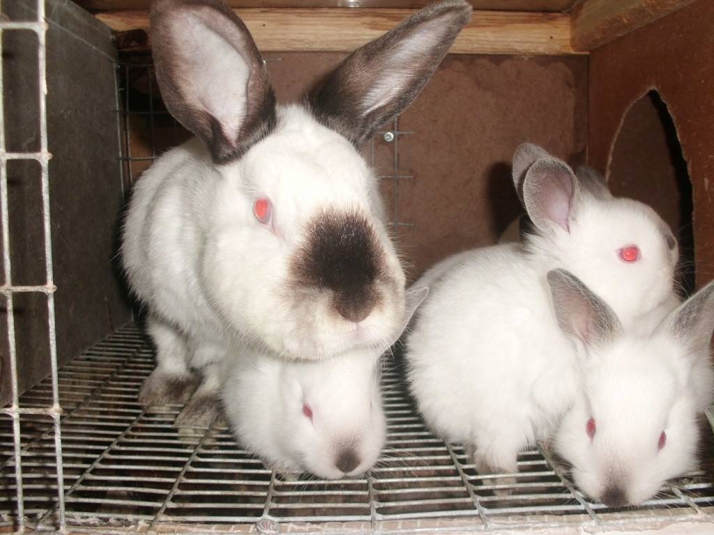 Кролики породы гермелин: описание, особенности содержания