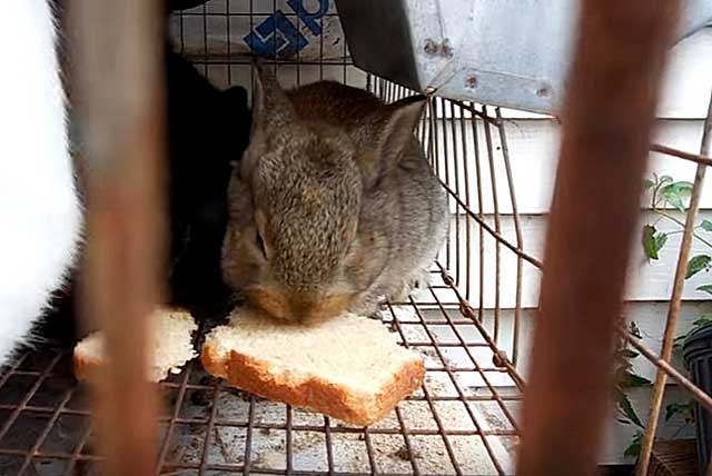 Чем можно и нельзя кормить кроликов? что дают кроликам для питания?