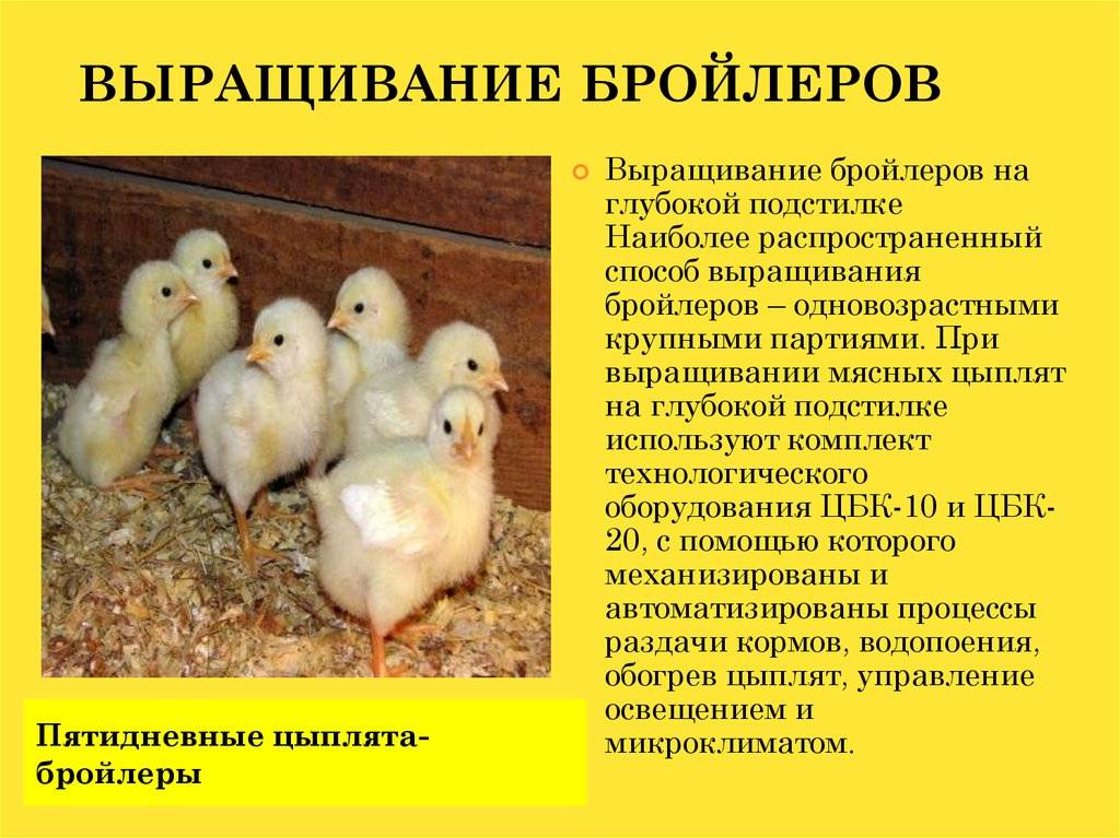 Мини-ферма по выращиванию бройлеров с доходом в 30-50 тысяч рублей: этапы создания
