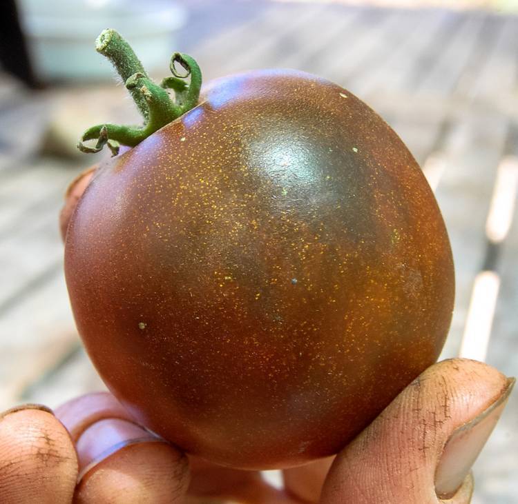 Агротехника выращивания сорта томатов черный принц