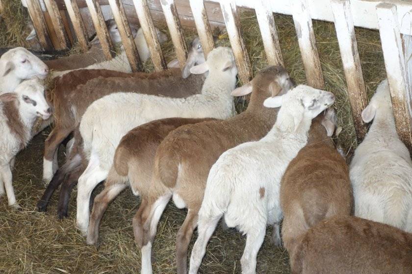 Описание и характеристика овец породы дорпер, особенности их содержания