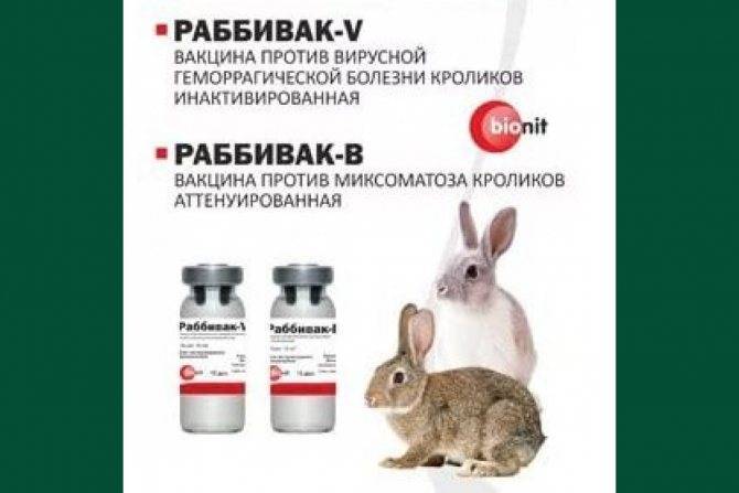Рабивак 0 333 инструкция по применению. вакцина раббивак v спасет кроликов от вгбк