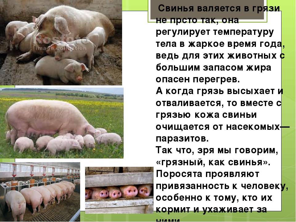 Болезни свиней. чем болею свиньи | аграрный сектор