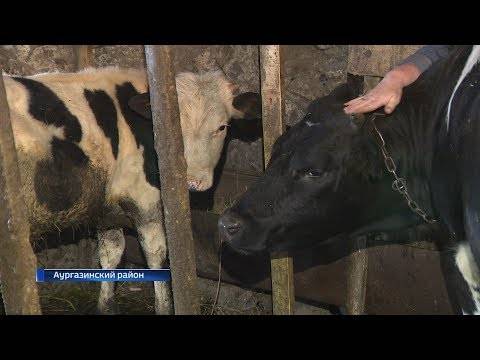 Нодулярный дерматит крс - болезни коров