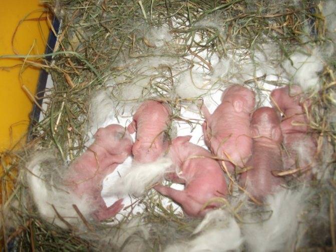 Как ухаживать за новорожденными кроликами
