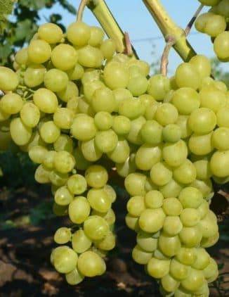 Особенности винограда августин