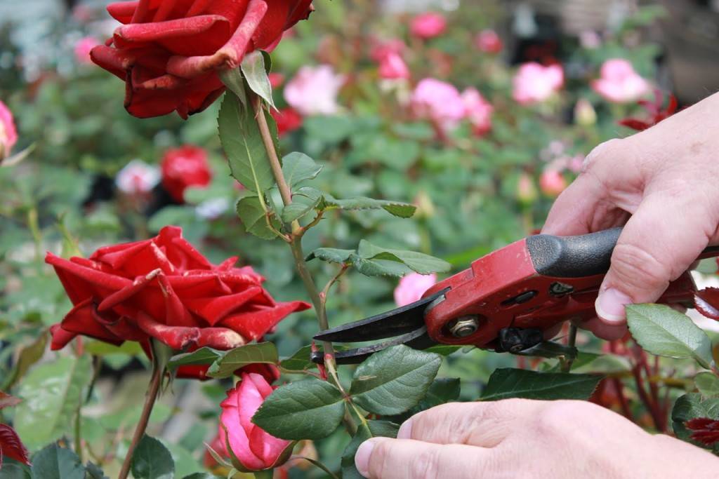 Восемь секретов выращивания роз