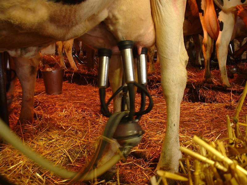 Как доить корову: руками и доильным аппаратом, сколько раз в день