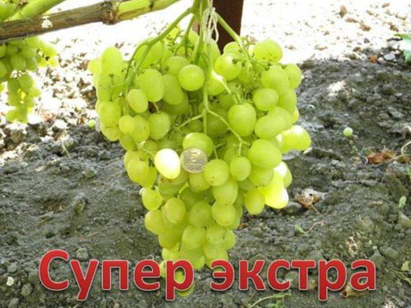 Виноград «супер экстра»: описание, выращивание, уход