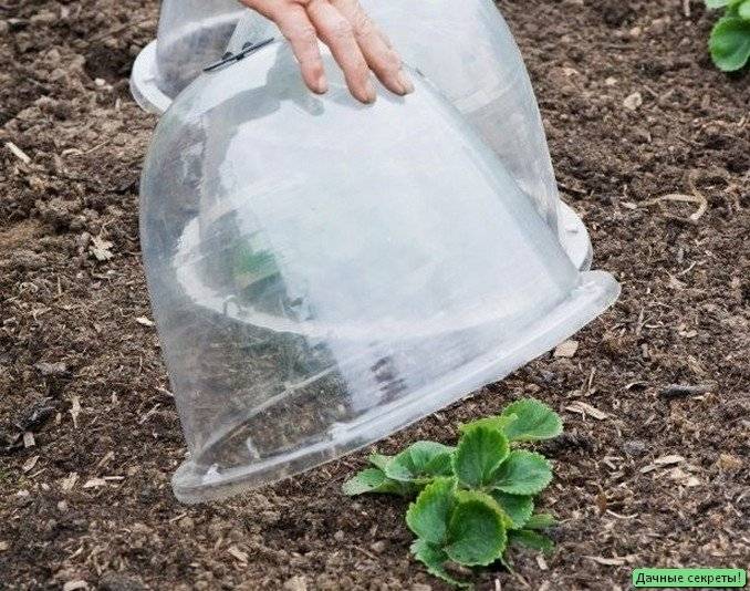 Способы защиты сада от заморозков - советы профессионала | сайт о саде, даче и комнатных растениях.