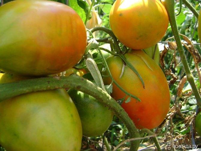 Сердцевидные плоды, растущие в любую погоду — томат кенигсберг: полное описание сорта