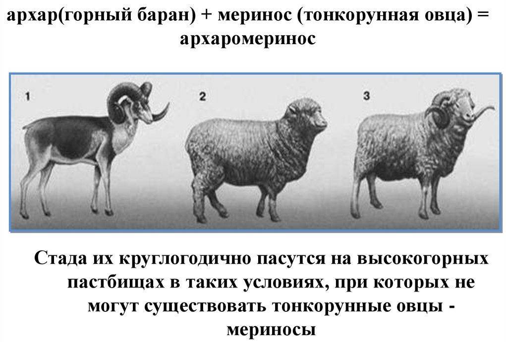 Тонкорунная порода овец: характеристики и особенности содержания
