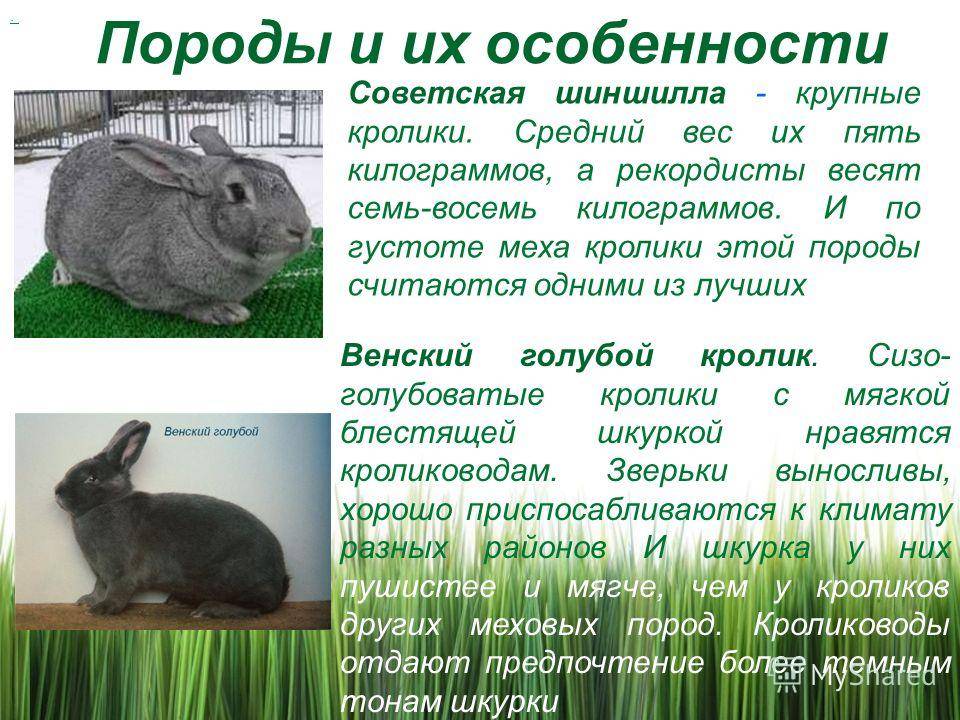 Кролик рекс: описание породы, характеристика
