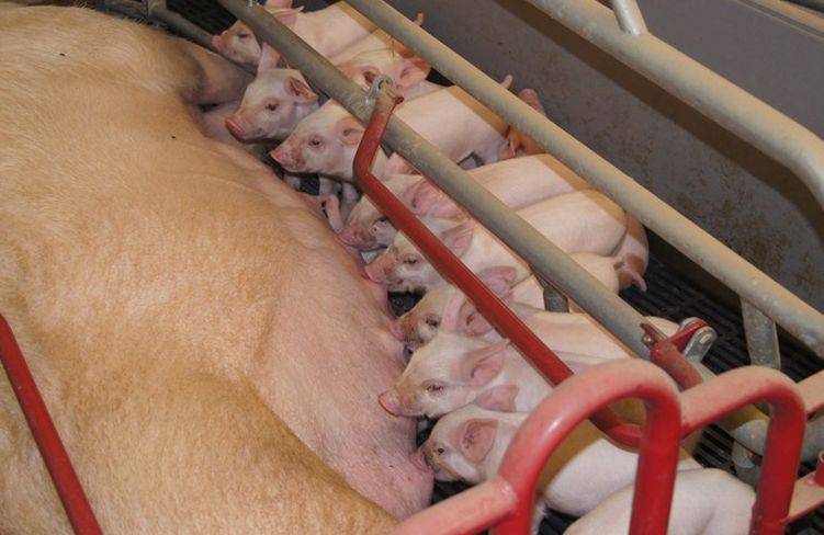 Содержание и кормление свиней различных половозрастных групп