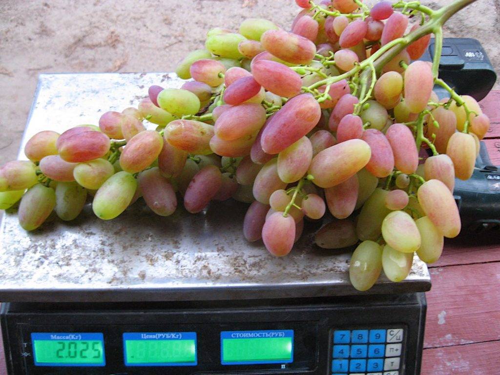 Описание сорта винограда преображение и характеристика сроков созревания
