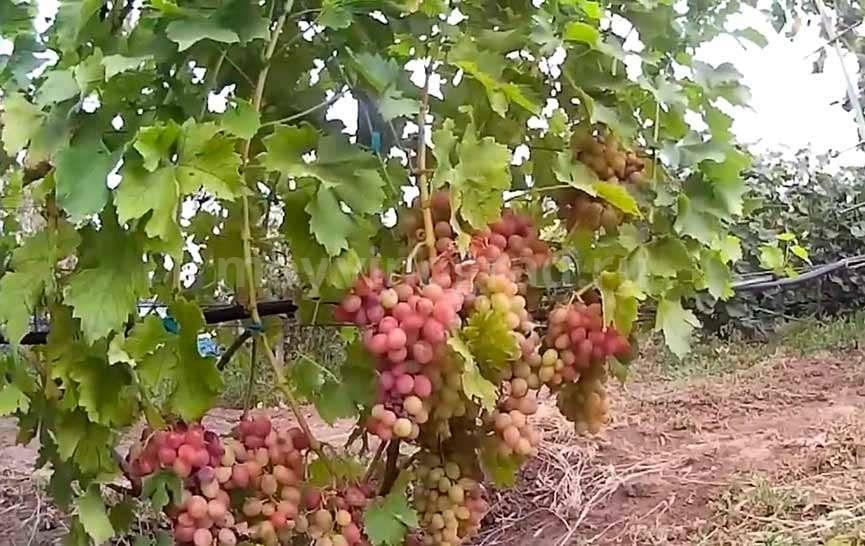 Виноград ливия: описание сорта, выращивание и уход, отзывы