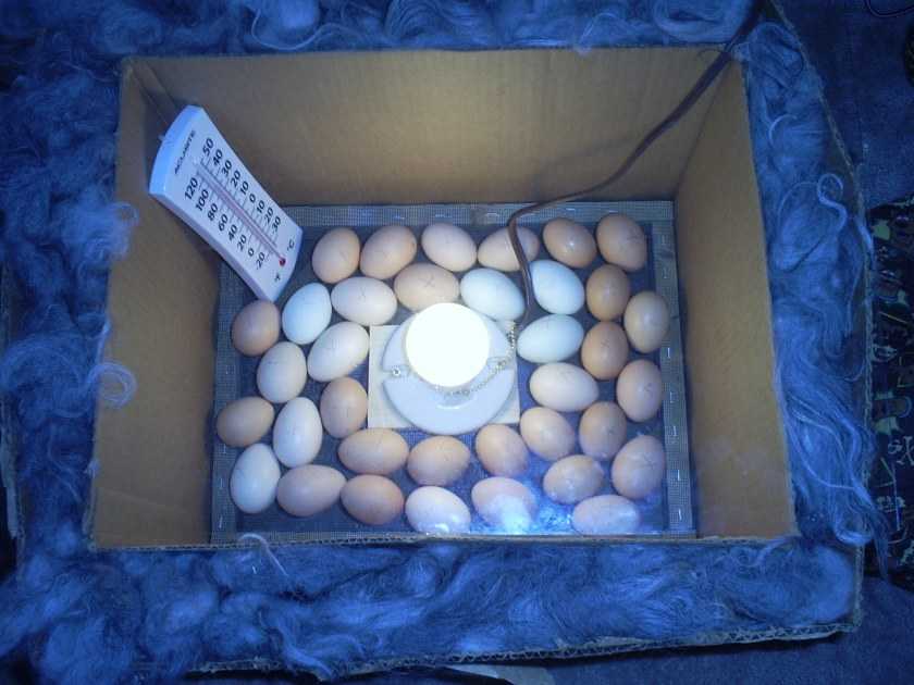 Инкубатор своими руками: как сделать для яиц из холодильника с терморегулятором, схемы, чертежи, фото и видео, изготовление для успешного птицеводства selo.guru — интернет портал о сельском хозяйстве