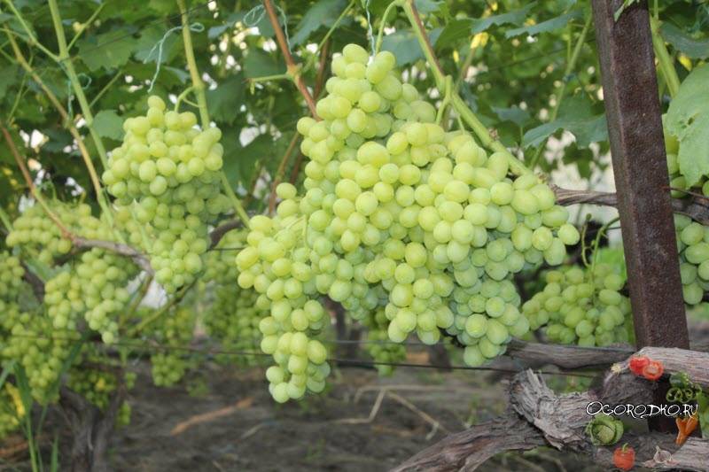 Сорт винограда Аркадия: описание и советы по выращиванию