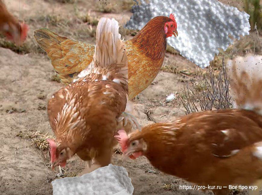 7 причин, почему куры клюют яйца и как с этим бороться