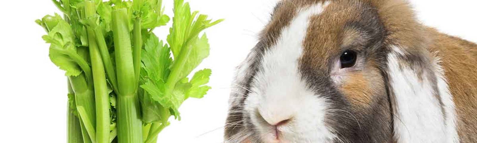 Можно ли сельдерей морским свинкам, собакам и хомякам, давать ли овощ кроликам и улиткам ахатинам, как оказать первую помощь животному, съевшему запрещенный продукт?