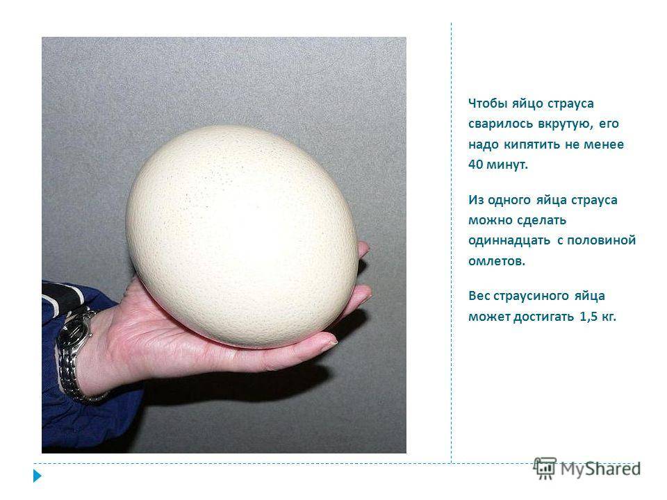Яйцо страусиное: полная информация о нём