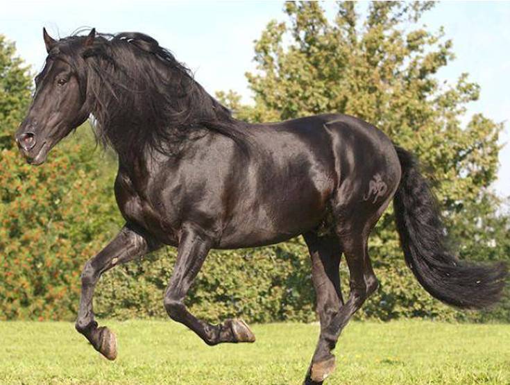 Андалузские лошади: фото, характеристики, уход и питание, разведение