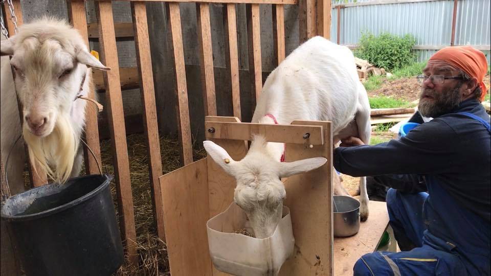 Как правильно доить козу и как раздоить после окота: советы и видео о доении