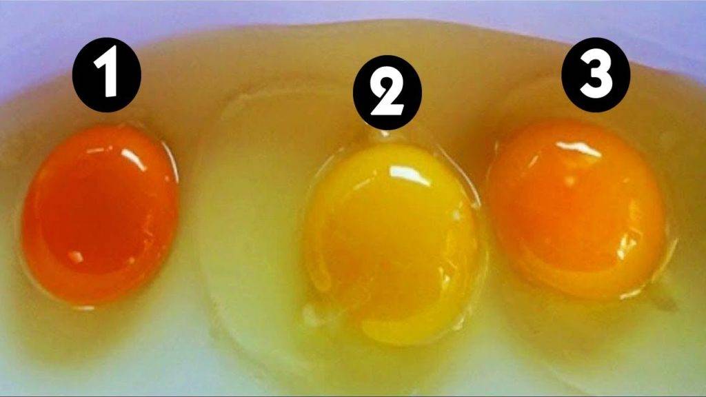 Цвет желтка и скорлупы куриных яиц от чего зависит? | | советы по ремонту