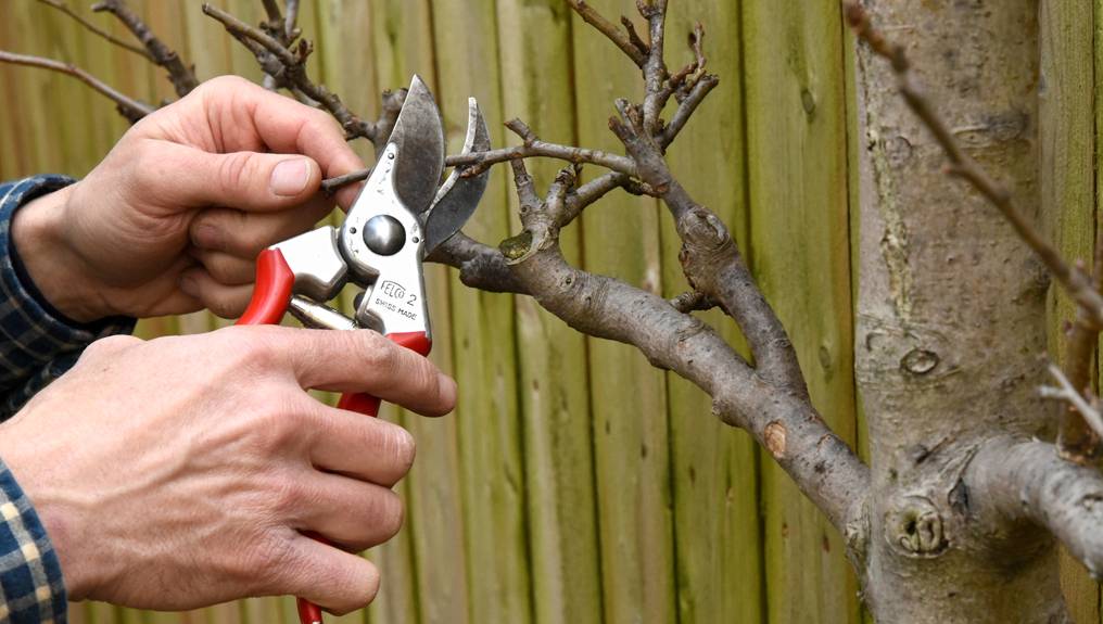 Как обрезать плодовые деревья весной. как и когда правильно обрезать плодовые деревья. правильная обрезка садовых деревьев – когда ее лучше проводить?
