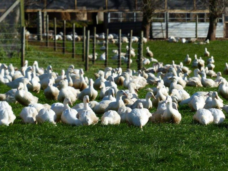 Мини ферма для гусей: все вопросы организации