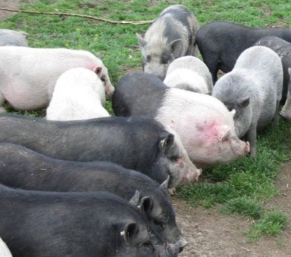 Вьетнамские свиньи: содержание вислобрюхой свиньи в домашних условиях, ее кормление после опороса и отзывы об уходе за поросятами