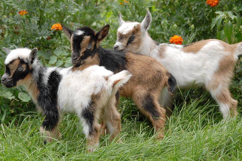 Карликовые козы – особенности миниатюрных пород 2020