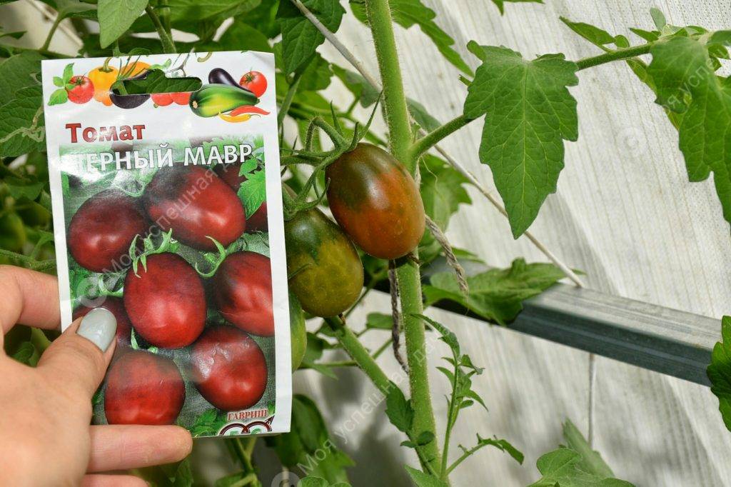 Особенности выращивания томата черный мавр