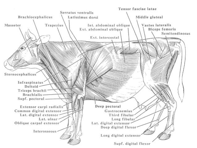Анатомия коровы и основы строения тела