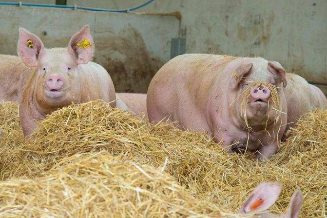 Порода свиней йоркшир: характеристика, описание, фото