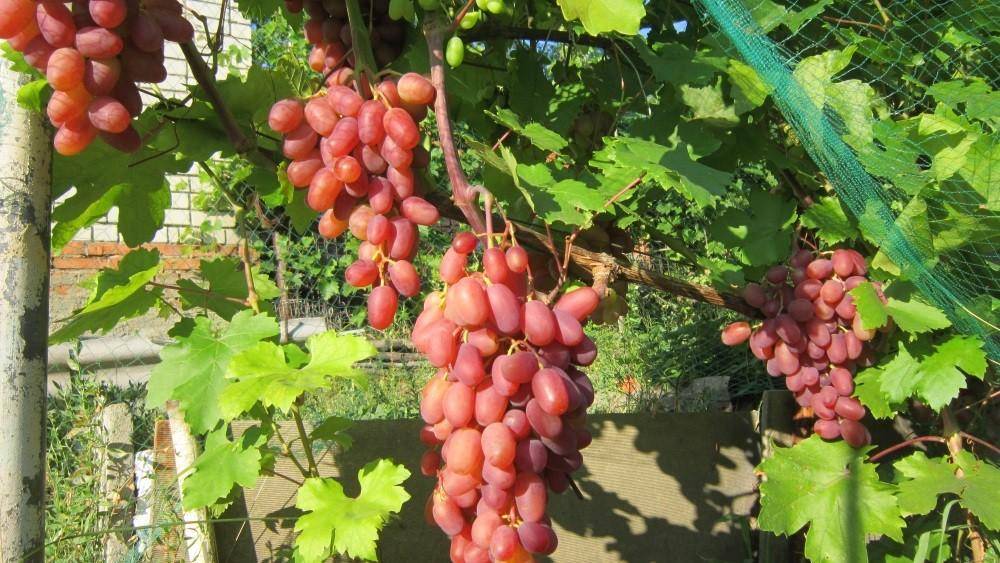 Сорт винограда преображение: особенности выращивания