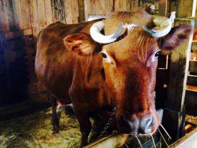 Красногорбатовская порода коров: характеристика, фото, плюсы и минусы, содержание и уход