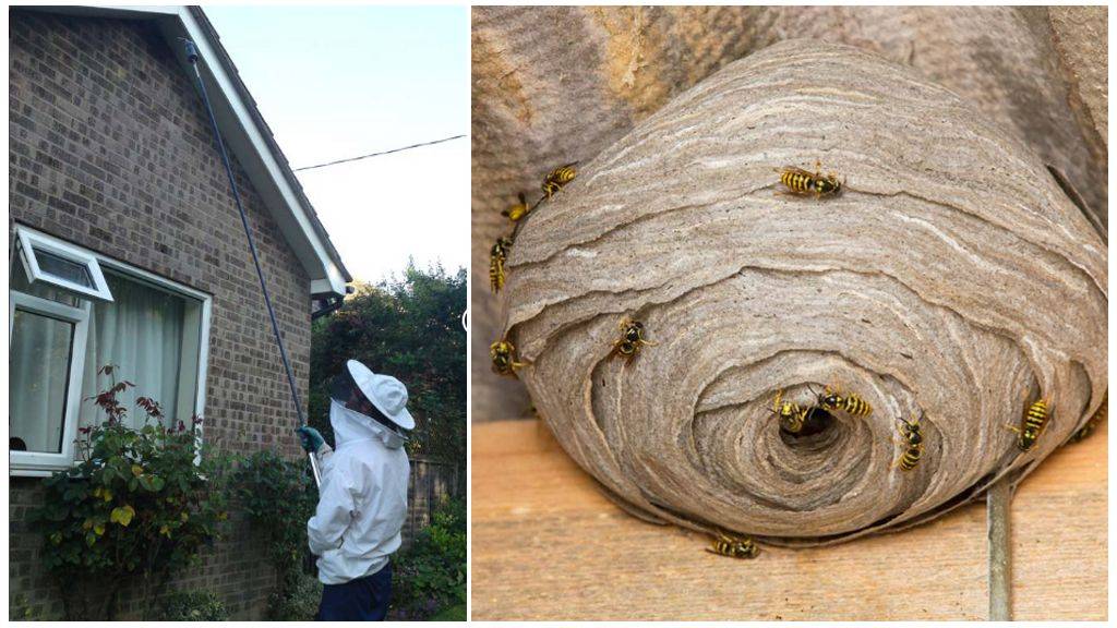 Как избавиться от пчел на стенах дома, уничтожить пчелиный улей на даче, обзор лучших средств и отпугивателей