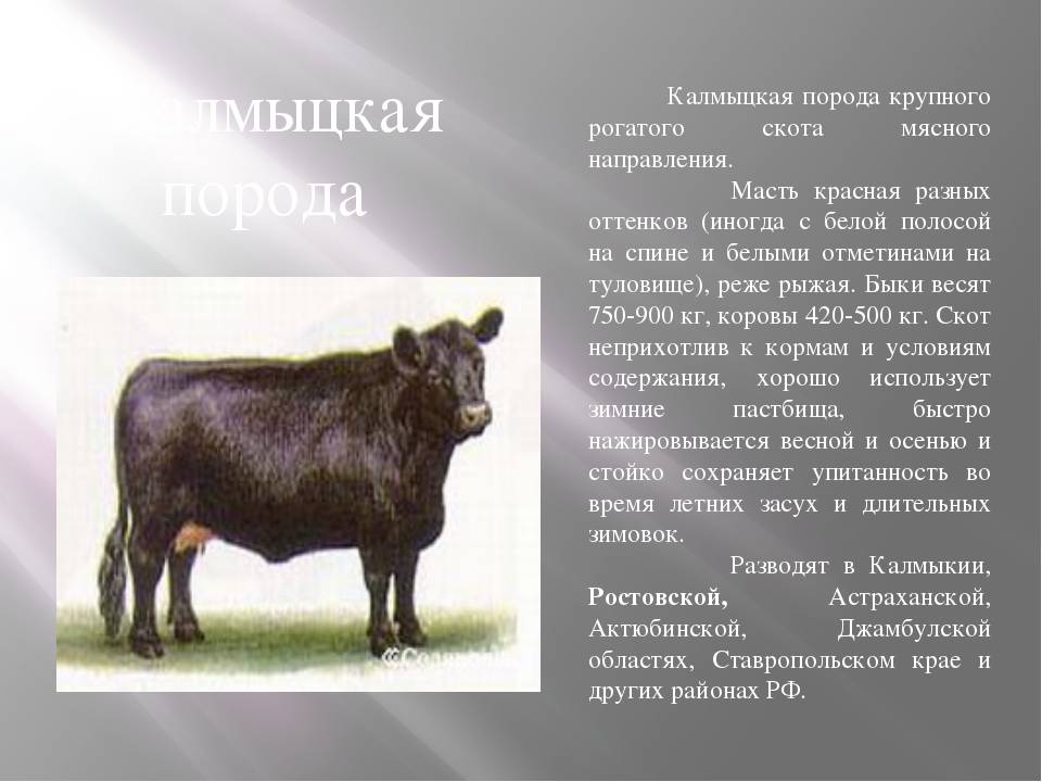 Казахская белоголовая порода коров: характеристика и описание