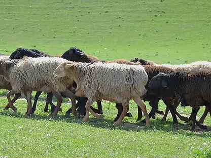 Гиссарская порода овец: важные моменты содержания