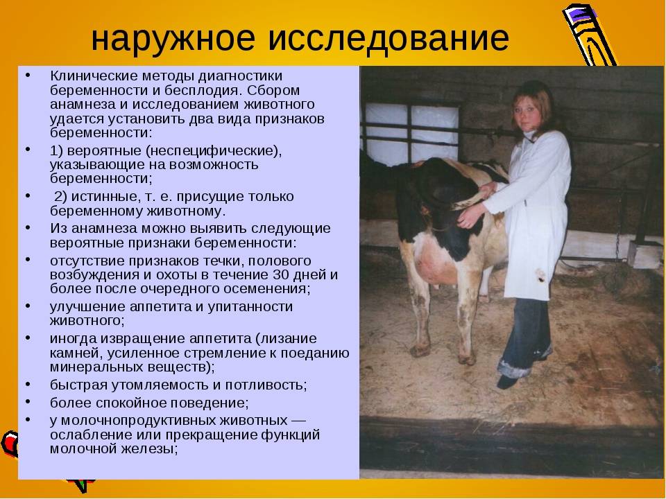 Определение стельности коров